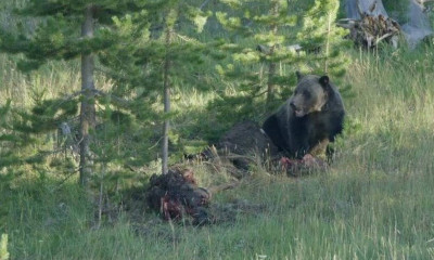 Δύο αρκούδες τρώνε άγριο ζώο μέχρι τη στιγμή που εμφανίζεται ένας λύκος... (video)