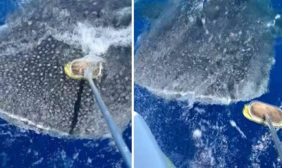 Απίστευτο βίντεο: Άνδρας περιποιείται φαλαινοκαρχαρία σαν να ήταν κατοικίδιο (video)