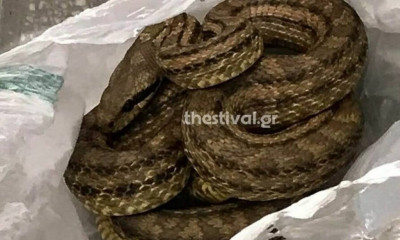 Φίδι βρέθηκε μέσα σε ψυγείο εστιατορίου στη Θεσσαλονίκη (photos)