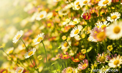 Ημερήσιες Προβλέψεις για όλα τα Ζώδια 24/05