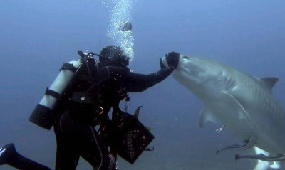 Εκαναν ψαροντούφεκο και δέχτηκαν... επίσκεψη από καρχαρίες! Δεν φαντάζεστε τι ακολούθησε (video)
