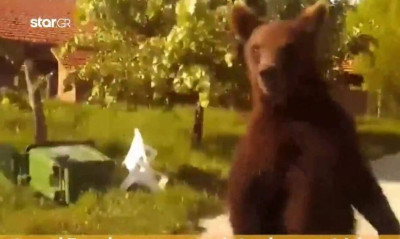 Αρκούδα έκλεισε τον δρόμο σε διερχόμενο οδηγό στη Φλώρινα (video)