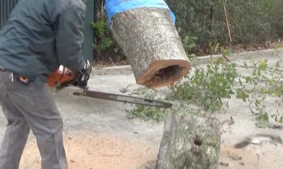 Εκοβε κορμό δέντρου με το αλυσοπρίονο και έπαθε σοκ με αυτό που του πετάχτηκε... (video)