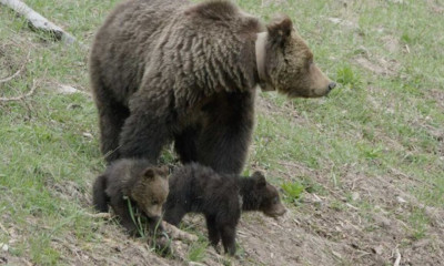 Δεν φαντάζεστε τι κάνουν δυο μωρά αρκουδάκια (vid)