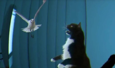 Έδειξαν στην γάτα πουλί στο λάπτοπ - Η αντίδρασή της προσφέρει τρελό γέλιο (video)