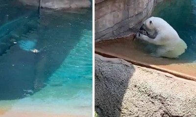 Προσπάθησαν να ταΐσουν μια πάπια! Επαθαν σοκ όταν είδαν την αρκούδα να... (video)