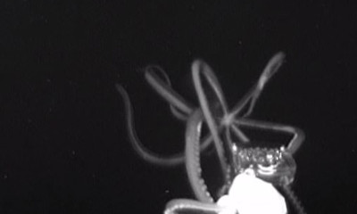 Τρόμος στο βυθό: Καταγράφηκε γιγαντιαίο καλαμάρι τεσσάρων μέτρων! (video)