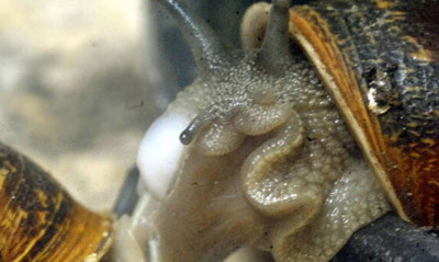 Πώς ένα σαλιγκάρι επηρέασε 12.000 δρομολόγια τρένων στην Ιαπωνία