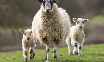 Βότκα από… γάλα προβάτου! (video)