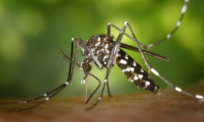 Τέσσερα πράγματα που μισούν τα κουνούπια!