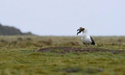Μόλις δείτε αυτό θα χάσετε πάσα ιδέα για τους γλάρους! Καταπίνει ολόκληρο... λαγό (video)