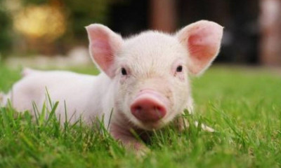 Κτηνοτρόφος παθαίνει το σοκ της ζωής του βλέποντας νεογέννητο γουρουνάκι με ένα μάτι (video)