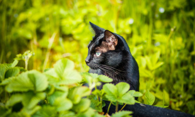 Γάτα ρίσκαρε τη ζωή της για να σώσει τα γατάκια της από επίθεση σκύλου (vid)