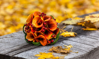 Ημερήσιες Προβλέψεις για όλα τα Ζώδια 27/09