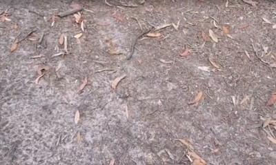 Βγήκε στον κήπο του σπιτιού του και έπαθε σοκ με αυτό που είδε (video)