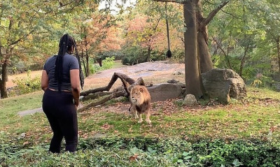 Γυναίκα μπαίνει στο κλουβί λιονταριού και...