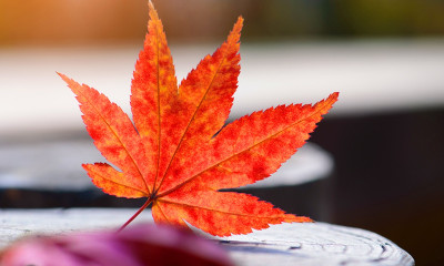 Ημερήσιες Προβλέψεις για όλα τα Ζώδια 23/10