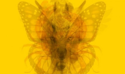 Ποιο ζώο βλέπεις πρώτο; Πρόσεξε την απάντησή σου