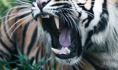 Λένε ότι είναι το πιο θανατηφόρο πλάσμα στον πλανήτη!