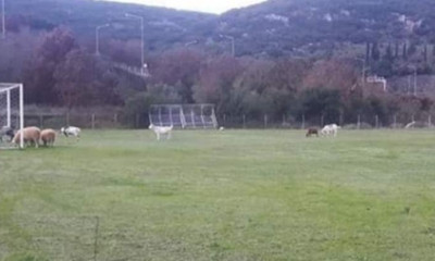 Επικό: Κοπάδι αιγοπροβάτων στην Ηγουμενίτσα έφαγε χλοοτάπητα!