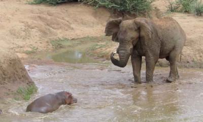 Ελέφαντας επιχειρεί να τα βάλει με ιπποποταμάκι! Λίγο αργότερα υποχωρεί... (Video)