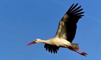 Ελληνικό γήπεδο έγινε… καταφύγιο για πελαργούς (photos+video)