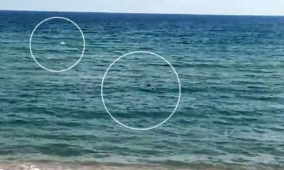 Τρόμος - Παραολυμπιονίκης έκανε προπόνηση στη θάλασσα όταν πλησίασαν δύο καρχαρίες (video)