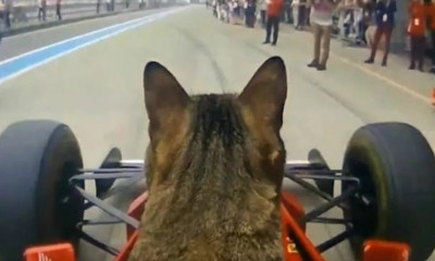 Γάτα έγινε «πιλότος» σε μονοθέσιο της Formula 1 (video)