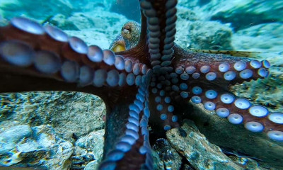 Χταπόδι «κλέβει» κάμερα από δύτη (video)