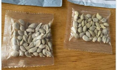 Μυστήριο με σπόρους που φτάνουν σε σπίτια: «Προσοχή μην τους φυτέψετε» (pics)