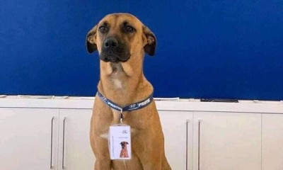 Ο πιο πετυχημένος πωλητής αυτοκινήτων στη Βραζιλία είναι… τετράποδος (photos)