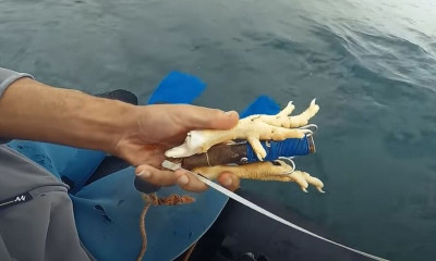 Θέλετε να πιάσετε χταπόδια; Δείτε το κόλπο με τα πόδια του κόκορα... (video)