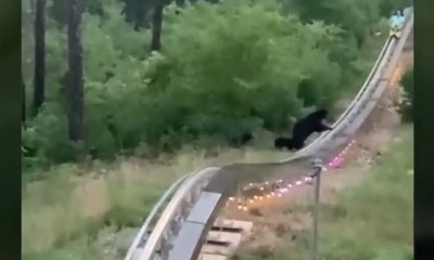 Πήγε βόλτα με τρενάκι σε λούνα παρκ και είδε μπροστά του αρκούδες (video)