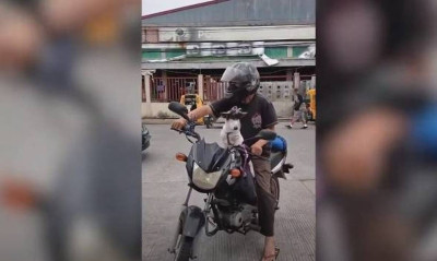 Απίθανος σκύλος, φοράει αυτοσχέδια μάσκα για τον κορονοϊό!