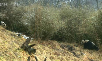 Ο φακός κατέγραψε για πρώτη φορά γιγαντιαία panda να ζευγαρώνουν (video)
