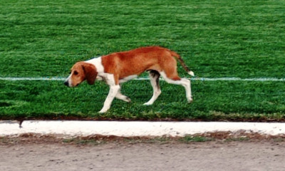 Ο σκύλος που φέρνει... γούρι στον Ηρακλή Ψαχνών (video)