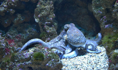 Απίστευτες εικόνες: Χταπόδι ρίχνει… μπουνιές σε ψάρια (video)