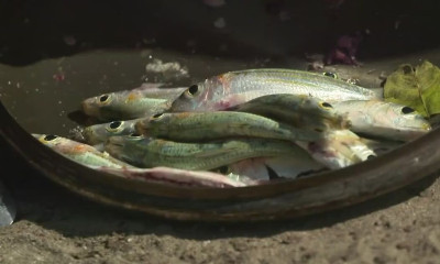 Survivor: Ψαροταβέρνα οι... Μαχητές! Χαμός με το πεζόβολο, δεν θα πεινάσουν ποτέ...