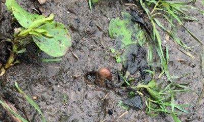 Είδε ένα... ανθρώπινο δάχτυλο θαμμένο στη λάσπη - Το απόλυτο σοκ όταν το έβγαλαν