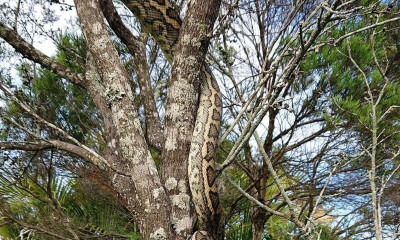 Θανάσιμο καμουφλάζ: Ο... θάνατος θα έρθει από ψηλά - Η εικόνα που προκαλεί ανατριχίλα