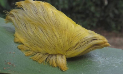 Δέκα έντομα που μπορούν να μας σκοτώσουν (video)