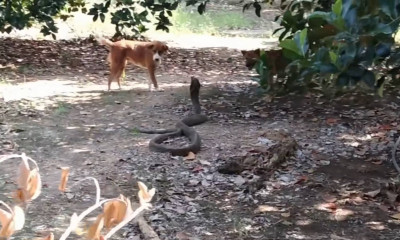 Σκυλιά «πάλεψαν» με βασιλική κόμπρα για να σώσουν τα αφεντικά τους – Δείτε τι συνέβη (vid)