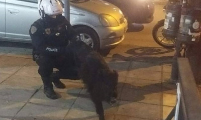 Αγριογούρουνο έκανε… βόλτα στην Τούμπα (video)