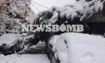 Πώς μπορούν να διεκδικήσουν αποζημιώσεις όσοι υπέστησαν ζημιές ή τραυματίσθηκαν από πτώσεις δέντρων