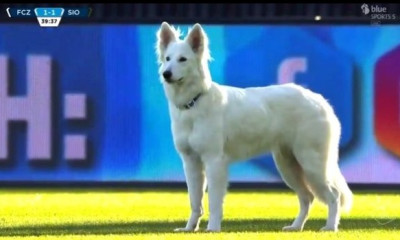 Η πιο περίεργη διακοπή αγώνα - Σκύλος έκανε «ντου» στο γήπεδο (photos+video)