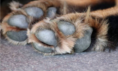 Σκιάθος: Συνελήφθη 33χρονος - Έδεσε σωλήνα σε σκύλο και τον πέταξε στη θάλασσα