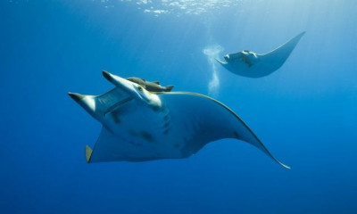 Το σαλάχι που έγινε Viral  - Δε θα πιστεύετε πόσο ζυγίζει και το χρώμα του