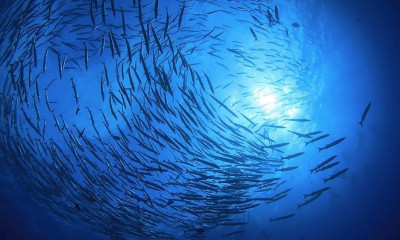 Αυτό είναι το... μεταλλικό ψάρι που έγινε viral (photos)