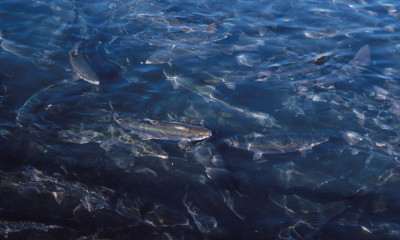 Μακράν το πιο περίεργο ψάρι - Ο λόγος που όλοι το ψάχνουν