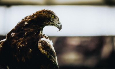 Άιντραχτ-Ολυμπιακός: Επικό μήνυμα Γερμανών στα ελληνικά προς τους «ερυθρόλευκους» οπαδούς